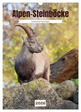 Löwer / CALVENDO |  Alpen-Steinböcke, imposante Hornträger (Wandkalender 2026 DIN A3 hoch), CALVENDO Monatskalender | Sonstiges |  Sack Fachmedien