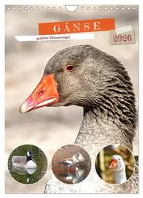 Löwer / CALVENDO |  Gänse, geliebte Wasservögel (Wandkalender 2026 DIN A4 hoch), CALVENDO Monatskalender | Sonstiges |  Sack Fachmedien