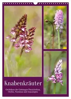 Löwer / CALVENDO |  Knabenkräuter (Wandkalender 2026 DIN A3 hoch), CALVENDO Monatskalender | Sonstiges |  Sack Fachmedien