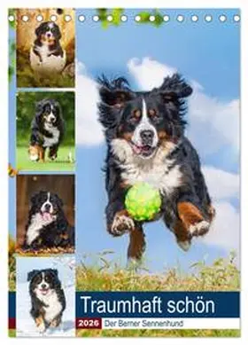 Starick / CALVENDO |  Traumhaft schön - Der Berner Sennenhund (Tischkalender 2026 DIN A5 hoch), CALVENDO Monatskalender | Sonstiges |  Sack Fachmedien