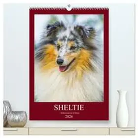Starick / CALVENDO |  Sheltie - Wirbelwind auf 4 Pfoten (hochwertiger Premium Wandkalender 2026 DIN A2 hoch), Kunstdruck in Hochglanz | Sonstiges |  Sack Fachmedien