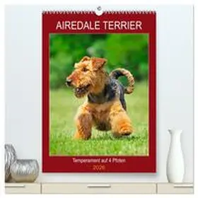 Starick / CALVENDO |  Airedale Terrier - Temperament auf 4 Pfoten (hochwertiger Premium Wandkalender 2026 DIN A2 hoch), Kunstdruck in Hochglanz | Sonstiges |  Sack Fachmedien