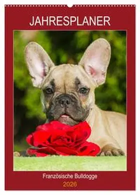 Starick / CALVENDO |  Jahresplaner Französische Bulldogge (Wandkalender 2026 DIN A2 hoch), CALVENDO Monatskalender | Sonstiges |  Sack Fachmedien