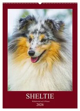 Starick / CALVENDO |  Sheltie - Wirbelwind auf 4 Pfoten (Wandkalender 2026 DIN A2 hoch), CALVENDO Monatskalender | Sonstiges |  Sack Fachmedien