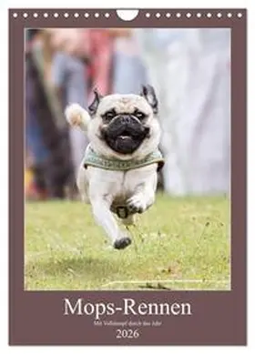 Teßen / CALVENDO |  Mops-Rennen (Wandkalender 2026 DIN A4 hoch), CALVENDO Monatskalender | Sonstiges |  Sack Fachmedien