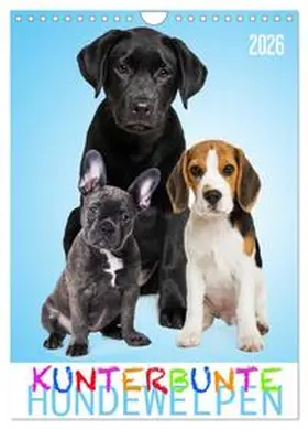 Dzierzawa - DoraZett / CALVENDO |  Kunterbunte Hundewelpen (Wandkalender 2026 DIN A4 hoch), CALVENDO Monatskalender | Sonstiges |  Sack Fachmedien