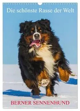 Starick / CALVENDO |  Die schönste Rasse der Welt - Berner Sennenhund (Wandkalender 2026 DIN A3 hoch), CALVENDO Monatskalender | Sonstiges |  Sack Fachmedien