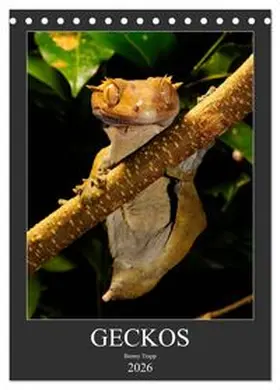 CALVENDO / Trapp |  GECKOS (Tischkalender 2026 DIN A5 hoch), CALVENDO Monatskalender | Sonstiges |  Sack Fachmedien