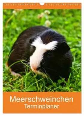 Kattobello / CALVENDO |  Meerschweinchen Terminplaner (Wandkalender 2026 DIN A3 hoch), CALVENDO Monatskalender | Sonstiges |  Sack Fachmedien