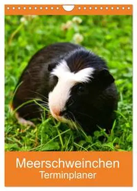 Kattobello / CALVENDO |  Meerschweinchen Terminplaner (Wandkalender 2026 DIN A4 hoch), CALVENDO Monatskalender | Sonstiges |  Sack Fachmedien
