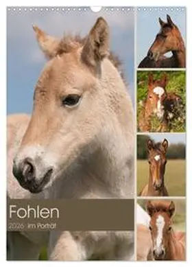 Bölts / CALVENDO |  Fohlen im Porträt (Wandkalender 2026 DIN A3 hoch), CALVENDO Monatskalender | Sonstiges |  Sack Fachmedien