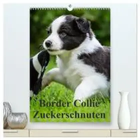 CALVENDO / Mayer |  Border Collie Zuckerschnuten (hochwertiger Premium Wandkalender 2026 DIN A2 hoch), Kunstdruck in Hochglanz | Sonstiges |  Sack Fachmedien