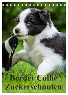 CALVENDO / Mayer |  Border Collie Zuckerschnuten (Tischkalender 2026 DIN A5 hoch), CALVENDO Monatskalender | Sonstiges |  Sack Fachmedien