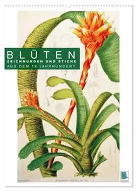 CALVENDO |  Blüten: Zeichnungen und Stiche aus dem 19. Jahrhundert (Wandkalender 2026 DIN A2 hoch), CALVENDO Monatskalender | Sonstiges |  Sack Fachmedien