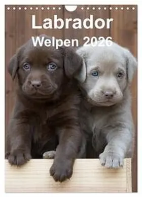 Bollich / CALVENDO |  Labrador Welpen (Wandkalender 2026 DIN A4 hoch), CALVENDO Monatskalender | Sonstiges |  Sack Fachmedien