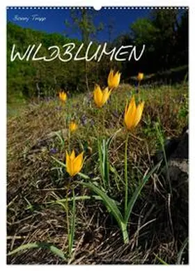 Trapp / CALVENDO |  WILDBLUMEN (Wandkalender 2026 DIN A2 hoch), CALVENDO Monatskalender | Sonstiges |  Sack Fachmedien