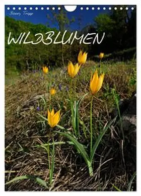 CALVENDO / Trapp |  WILDBLUMEN (Wandkalender 2026 DIN A4 hoch), CALVENDO Monatskalender | Sonstiges |  Sack Fachmedien