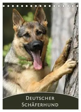 Steininger / CALVENDO |  Deutscher Schäferhund (Tischkalender 2026 DIN A5 hoch), CALVENDO Monatskalender | Sonstiges |  Sack Fachmedien