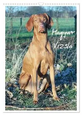 Mielewczyk / CALVENDO |  Magyar Vizsla (Wandkalender 2026 DIN A3 hoch), CALVENDO Monatskalender | Sonstiges |  Sack Fachmedien