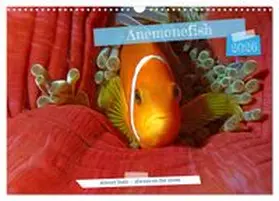 CALVENDO / Niemann |  Anemonefish - always busy - always on the move (Wall Calendar 2026 DIN A3 landscape), CALVENDO 12 Month Wall Calendar | Sonstiges |  Sack Fachmedien