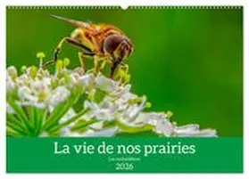 Gaymard / CALVENDO |  La vie de nos prairie, les ombellifères (Calendrier mural 2026 DIN A2 vertical), CALVENDO calendrier mensuel | Sonstiges |  Sack Fachmedien