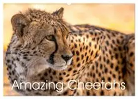 CALVENDO / Olbrich |  Amazing Cheetahs (Wall Calendar 2026 DIN A2 landscape), CALVENDO 12 Month Wall Calendar | Sonstiges |  Sack Fachmedien