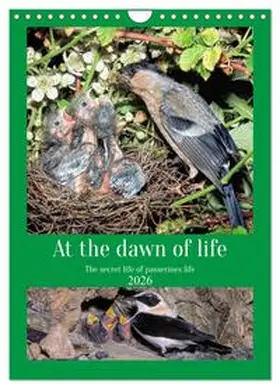 Gaymard / CALVENDO |  At the dawn of life the secret life of passerines (Wall Calendar 2026 DIN A4 portrait), CALVENDO 12 Month Wall Calendar | Sonstiges |  Sack Fachmedien