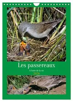 CALVENDO / Gaymard |  Les passereaux à l'orée de la vie (Calendrier mural 2026 DIN A4 horizontal), CALVENDO calendrier mensuel | Sonstiges |  Sack Fachmedien