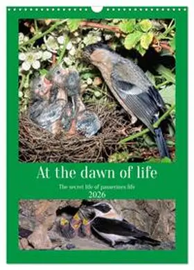 Gaymard / CALVENDO |  At the dawn of life the secret life of passerines (Wall Calendar 2026 DIN A3 portrait), CALVENDO 12 Month Wall Calendar | Sonstiges |  Sack Fachmedien