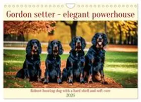 CALVENDO / Kleemann |  Gordon Setter - elegant powerhouse (Wall Calendar 2026 DIN A4 landscape), CALVENDO 12 Month Wall Calendar | Sonstiges |  Sack Fachmedien