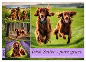 CALVENDO / Kleemann |  Irish Setter - pure grace (Wall Calendar 2026 DIN A2 landscape), CALVENDO 12 Month Wall Calendar | Sonstiges |  Sack Fachmedien