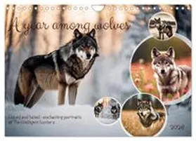 CALVENDO / Kleemann |  A year among wolves (Wall Calendar 2026 DIN A4 landscape), CALVENDO 12 Month Wall Calendar | Sonstiges |  Sack Fachmedien