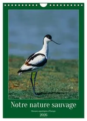 CALVENDO / Alain Gaymard |  Notre nature sauvage, oiseaux aquatiques d'Europe (Calendrier mural 2026 DIN A4 horizontal), CALVENDO calendrier mensuel | Sonstiges |  Sack Fachmedien