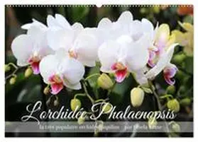 CALVENDO / Kruse |  L'orchidée Phalaenopsis (Calendrier mural 2026 DIN A2 vertical), CALVENDO calendrier mensuel | Sonstiges |  Sack Fachmedien