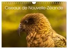 CALVENDO |  Oiseaux de Nouvelle-Zélande (Calendrier mural 2026 DIN A4 vertical), CALVENDO calendrier mensuel | Sonstiges |  Sack Fachmedien