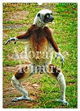CALVENDO / stegen |  Adorable lemurs (Wall Calendar 2026 DIN A3 portrait), CALVENDO 12 Month Wall Calendar | Sonstiges |  Sack Fachmedien