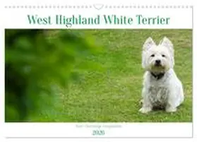 CALVENDO / Rohde |  West Highland White Terrier - Your charming companion (Wall Calendar 2026 DIN A3 landscape), CALVENDO 12 Month Wall Calendar | Sonstiges |  Sack Fachmedien