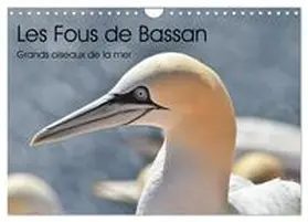 Kohrt / CALVENDO |  Fous de Bassan - Grands oiseaux marins (Calendrier mural 2026 DIN A4 vertical), CALVENDO calendrier mensuel | Sonstiges |  Sack Fachmedien
