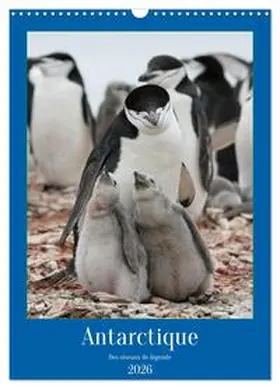 CALVENDO / Gaymard |  Antarctique des oiseaux de légende (Calendrier mural 2026 DIN A3 horizontal), CALVENDO calendrier mensuel | Sonstiges |  Sack Fachmedien