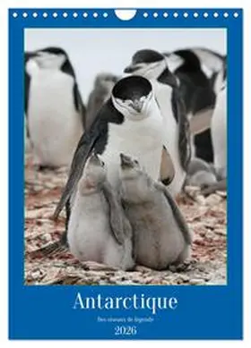 CALVENDO / Gaymard |  Antarctique des oiseaux de légende (Calendrier mural 2026 DIN A4 horizontal), CALVENDO calendrier mensuel | Sonstiges |  Sack Fachmedien