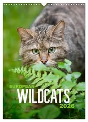 CALVENDO / Krutz |  European Wildcats (Wall Calendar 2026 DIN A3 portrait), CALVENDO 12 Month Wall Calendar | Sonstiges |  Sack Fachmedien