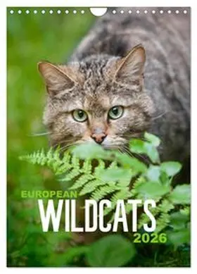 CALVENDO / Krutz |  European Wildcats (Wall Calendar 2026 DIN A4 portrait), CALVENDO 12 Month Wall Calendar | Sonstiges |  Sack Fachmedien