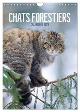 CALVENDO / Krutz |  Chats forestiers (Calendrier mural 2026 DIN A4 horizontal), CALVENDO calendrier mensuel | Sonstiges |  Sack Fachmedien
