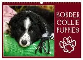 CALVENDO / Löwer |  Border collie puppies (Calendrier mural 2026 DIN A3 vertical), CALVENDO calendrier mensuel | Sonstiges |  Sack Fachmedien