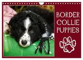Löwer / CALVENDO |  Border collie puppies (Calendrier mural 2026 DIN A4 vertical), CALVENDO calendrier mensuel | Sonstiges |  Sack Fachmedien
