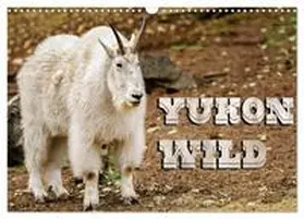 Cegledi / CALVENDO |  Yukon Wild (Wall Calendar 2026 DIN A3 landscape), CALVENDO 12 Month Wall Calendar | Sonstiges |  Sack Fachmedien