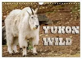 Cegledi / CALVENDO |  Yukon Wild (Wall Calendar 2026 DIN A4 landscape), CALVENDO 12 Month Wall Calendar | Sonstiges |  Sack Fachmedien