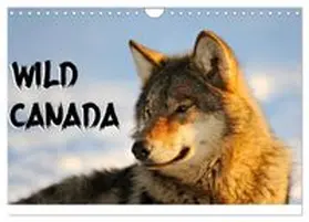 CALVENDO / Cegledi |  Wild Canada (Wall Calendar 2026 DIN A4 landscape), CALVENDO 12 Month Wall Calendar | Sonstiges |  Sack Fachmedien