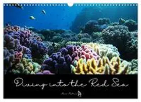- Susann and Felix Rossbach / CALVENDO |  Diving into the Red Sea (Wall Calendar 2026 DIN A3 landscape), CALVENDO 12 Month Wall Calendar | Sonstiges |  Sack Fachmedien