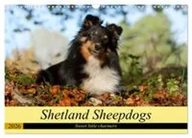 Muenzel-Hashish / CALVENDO |  Shetland Sheepdogs - Sweet little charmers (Wall Calendar 2026 DIN A3 landscape), CALVENDO 12 Month Wall Calendar | Sonstiges |  Sack Fachmedien